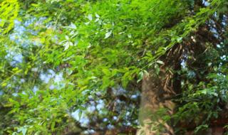 花自飘零水自流歌词 花自飘零水自流歌词