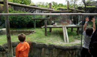 迎接熊猫丫丫回国 迎接熊猫丫丫回国