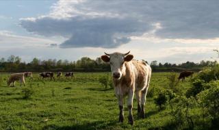 牛粪有的是2 牛粪有的是2