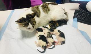 刨妇产手术费多少钱 刨妇产手术费多少钱