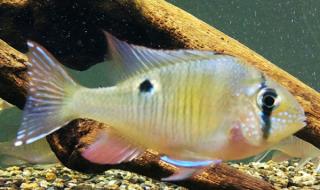 月亮鱼多少钱一斤